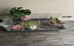 Guinea Pig rodents for sale:  Adorable Guinea Pig Looking for a Loving Home 🐹 - Image 3