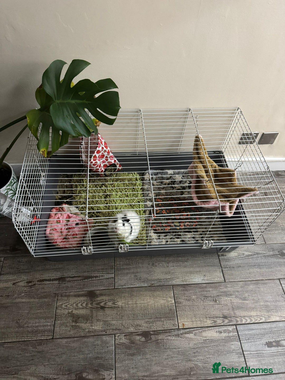 Guinea Pig rodents for sale:  Adorable Guinea Pig Looking for a Loving Home 🐹 - Image 3