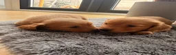 Miniature Dachshund dogs for sale: Miniature Long Haired Dachshund  - Advert 16