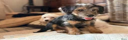 Jackapoo dogs for sale: Gorgeous jackapoo pups ready now  - Advert 17