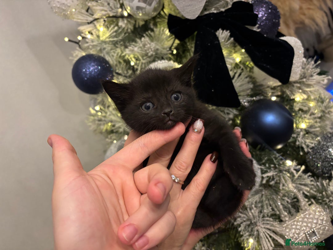 Mixed Breed cats for sale: Little kitties - Advert 2