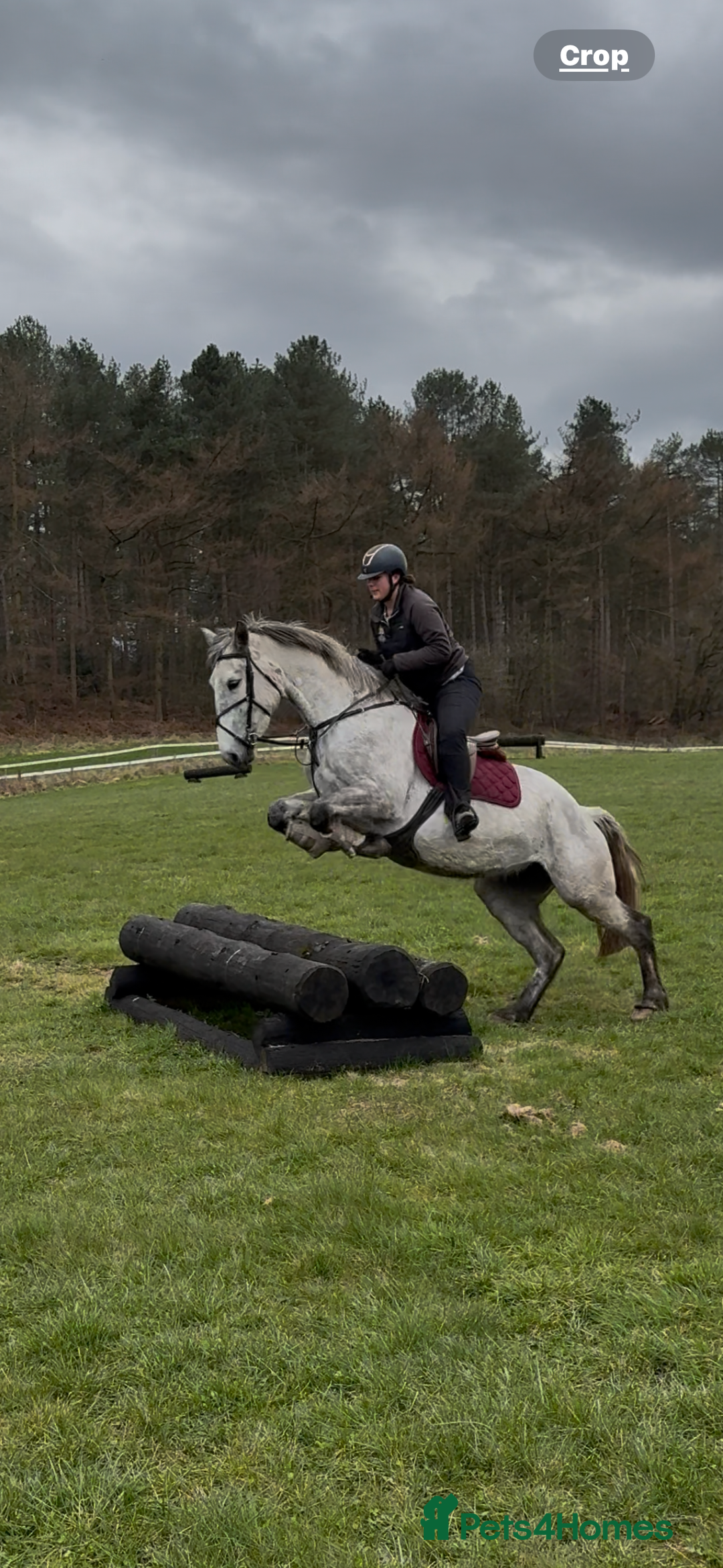 Irish Draught horses for sale: 16.3hh all round mare for sale  - Advert 8