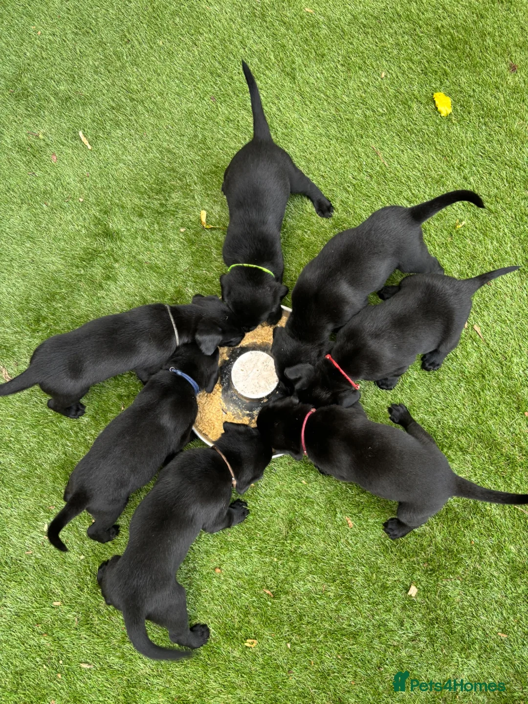 Labrador Retriever dogs for sale: 🐾  Champion Bloodline Health Tested Labradors🐾 - Advert 2