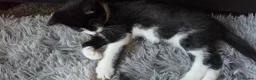 Mixed Breed cats for sale: kittens - Advert 9