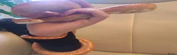 Corn Snake reptiles for sale: Corn snake with vivvarium in Ivybridge - Advert 30