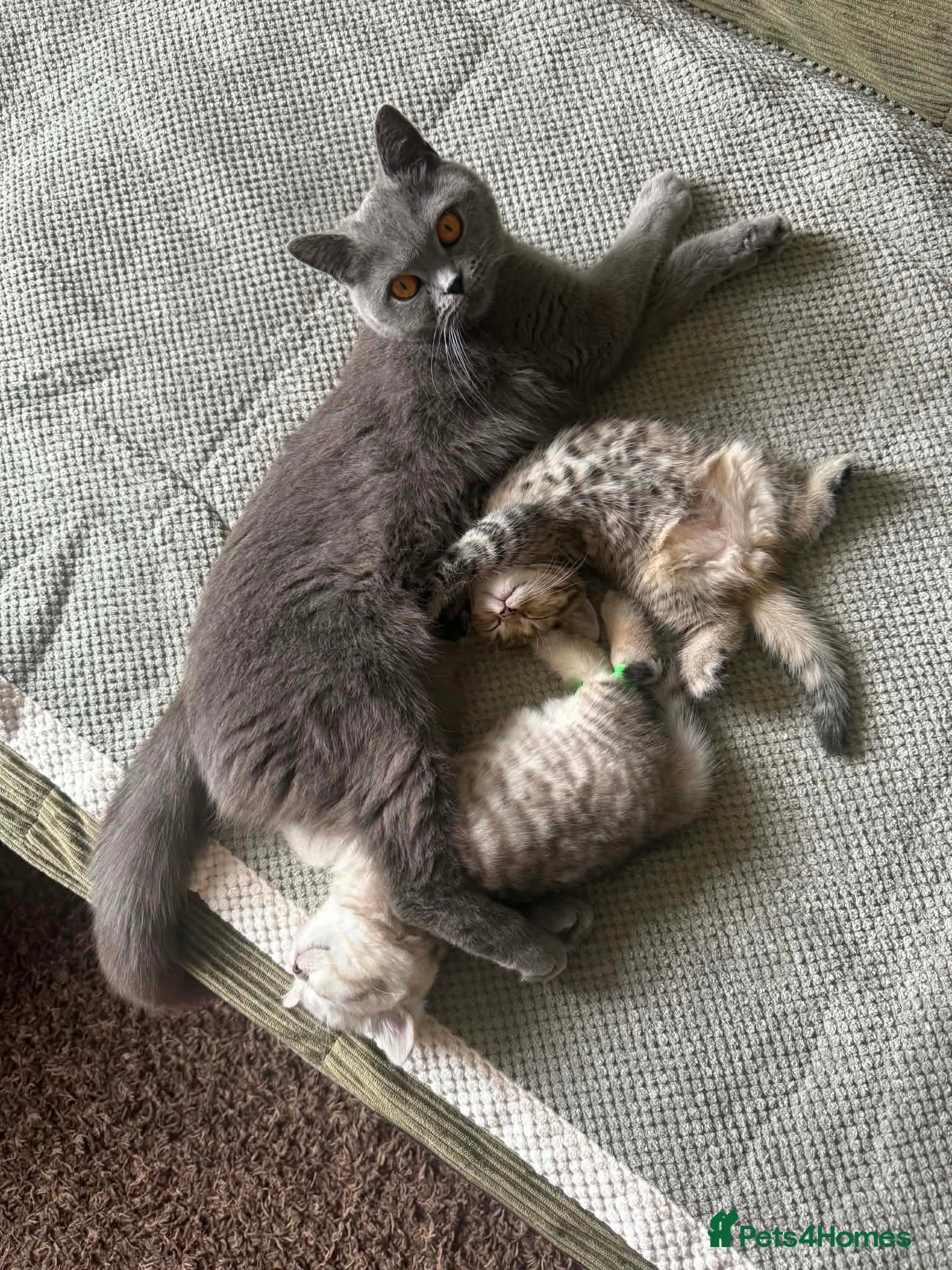 Mixed Breed cats 🐾 Elite Male British Shorthair Mix Kitten - Advert 1
