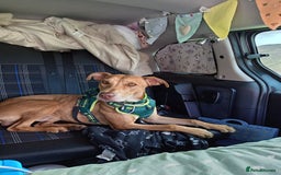 Mixed Breed dogs for sale: Gorgeous 1yr old male Cross - Advert 8