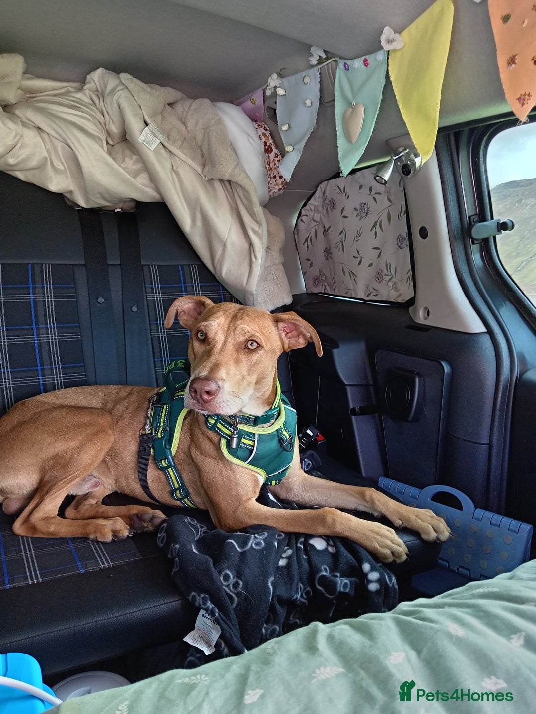 Mixed Breed dogs for sale: Gorgeous 1yr old male Cross - Advert 8