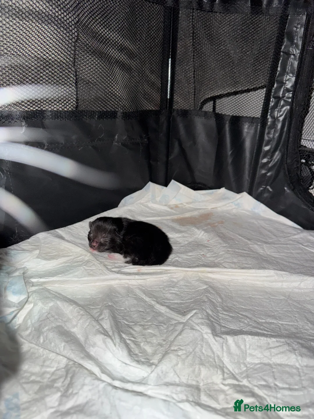 Domestic Shorthair cats for sale: Black and white kitten - Advert 5