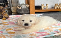Golden Retriever dogs for sale: Golden retriever puppies  - Image 2