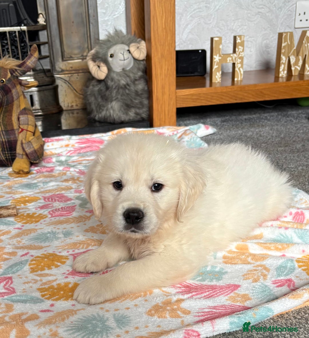 Golden Retriever dogs for sale: Golden retriever puppies  - Image 2
