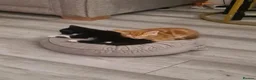Mixed Breed cats for sale: 4 adorable kittens  - Advert 20