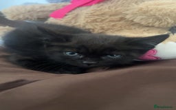 British Shorthair cats for sale: British Shorthairs For Sale - Image 4