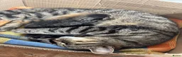 Mixed Breed cats for sale: Adorable Male & Female Kittens - Advert 2