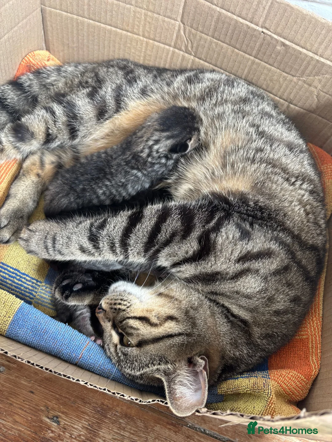 Mixed Breed cats for sale: Adorable Male & Female Kittens - Advert 2