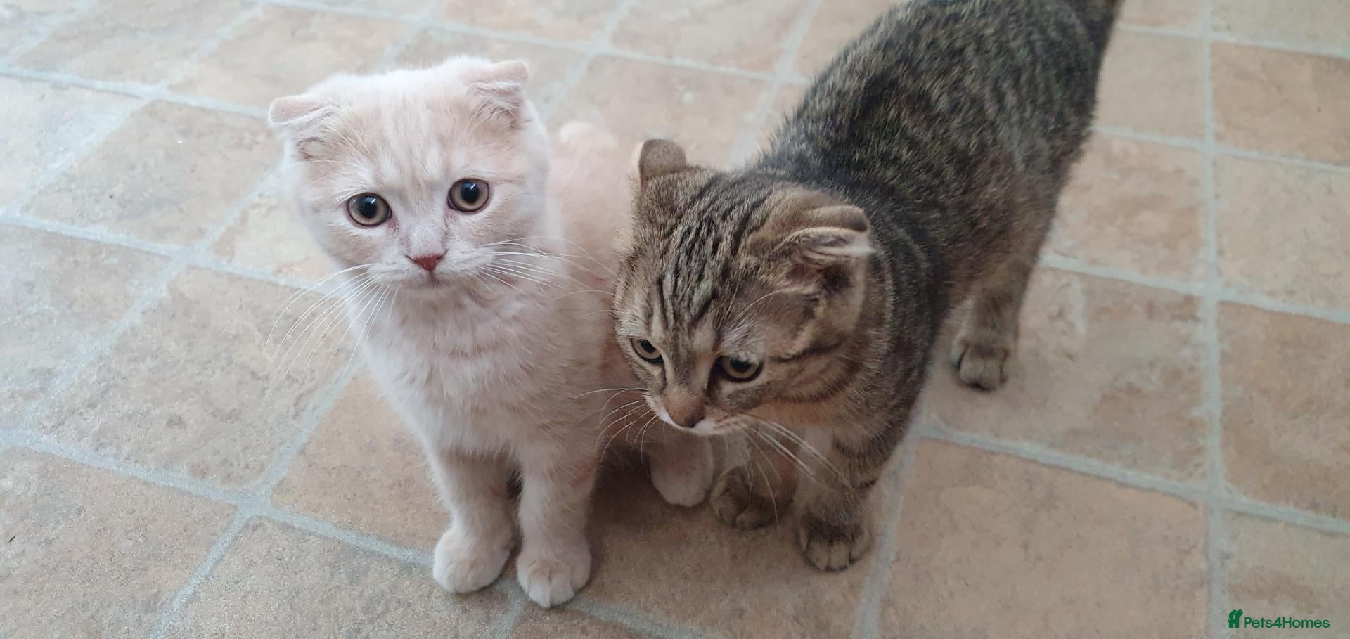 Scottish Fold cats for sale: Scottish fold pure breed kittens  - Advert 8