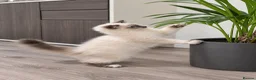 Mixed Breed cats for sale: Ragdollx Norwegian Forest Cat - Advert 8