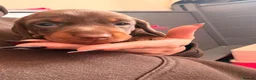 Miniature Dachshund dogs for sale: Miniature smooth chocolate dachshund - Advert 7