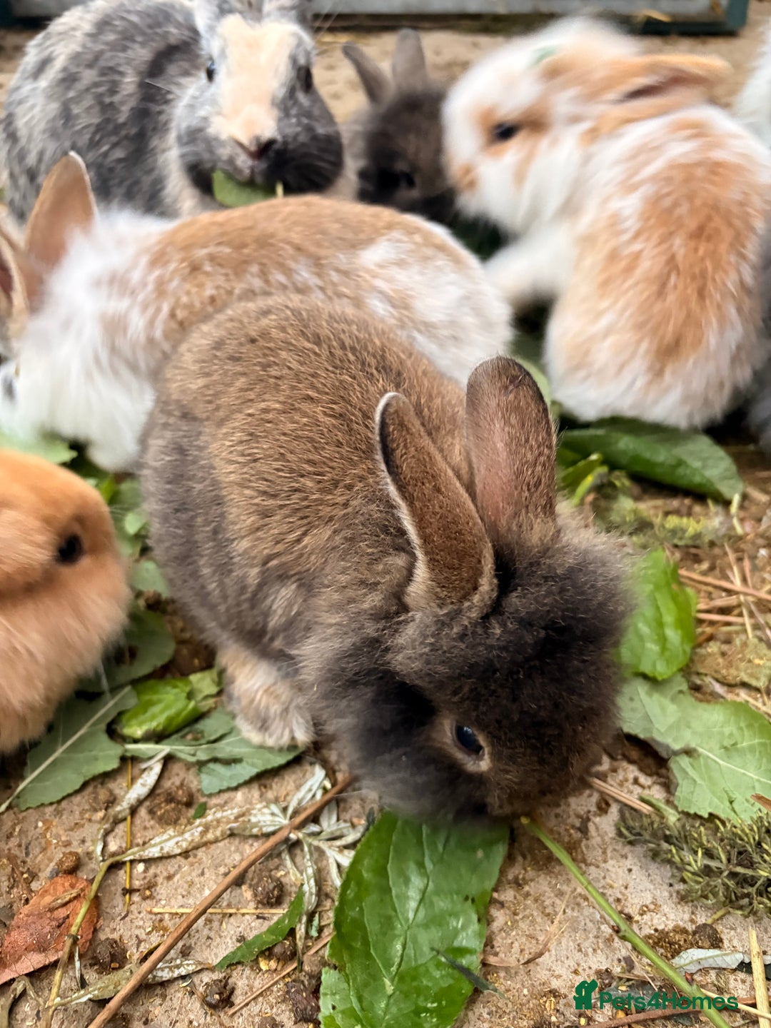 Lionhead rabbits for sale: Rabbits for sale  - Image 5