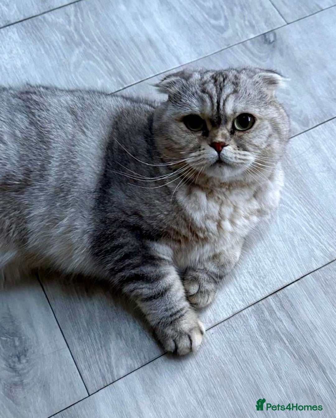 Scottish Fold cats for sale: Loving Home Wanted for Stunning Scottish Fold Girl - Image 3