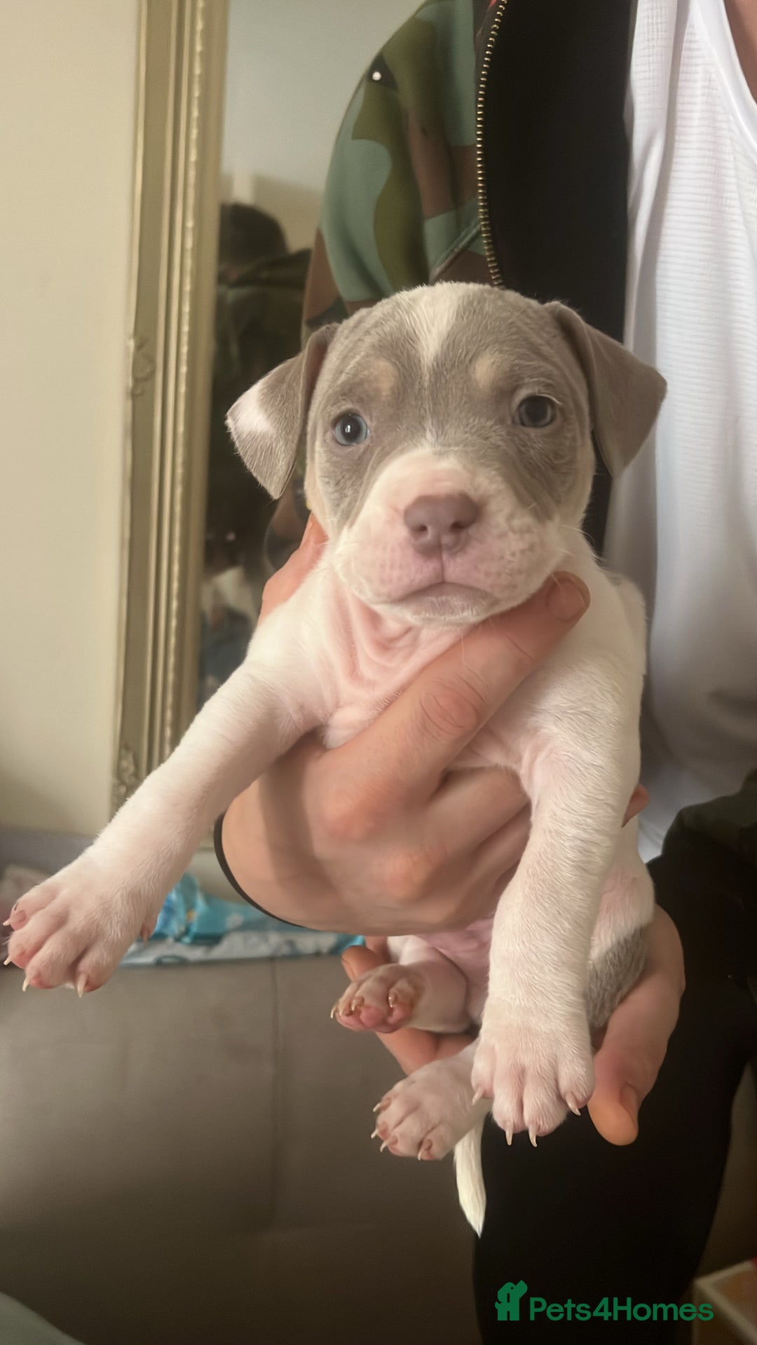 Mixed Breed dogs for sale: pocket bully x frenchie puppies 7 weeks old - Advert 3