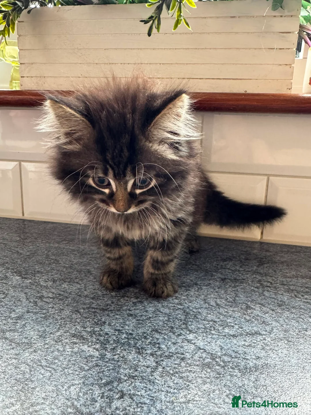 British Shorthair cats for sale: 5 beautiful kittens ready for new loving homes - Advert 13