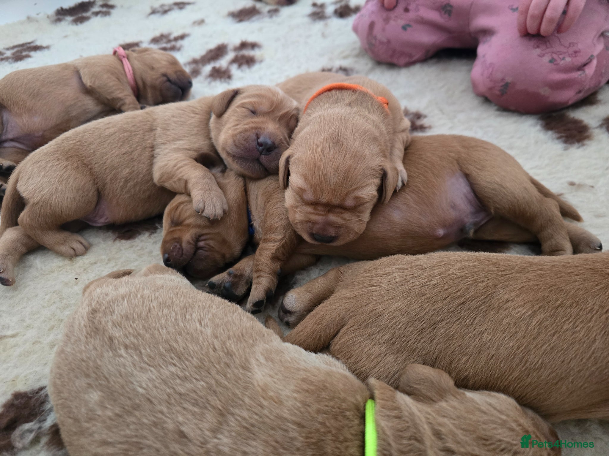 Labrador Retriever dogs KC  reg lab pups - Advert 2