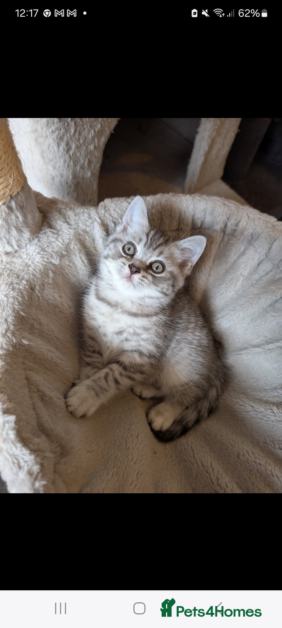 British Shorthair cats for sale: British shorthair  - Image 2