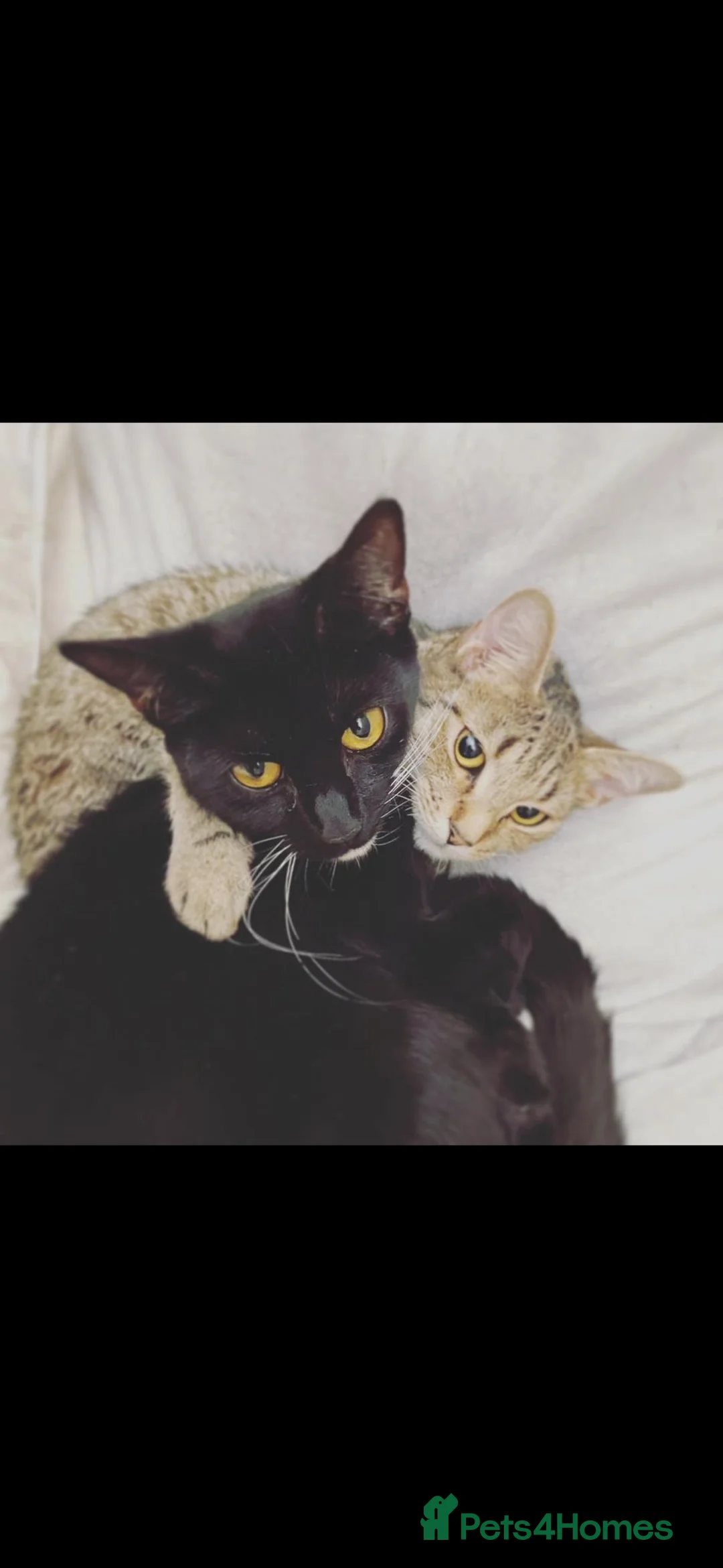 Mixed Breed cats for sale: Pumpkin & Yoshi  - Advert 1