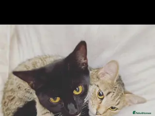 Mixed Breed cats Pumpkin & Yoshi - Advert 3