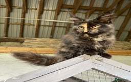 Maine Coon cats for sale: Full pedigree MaineCoon kittens  - Image 21