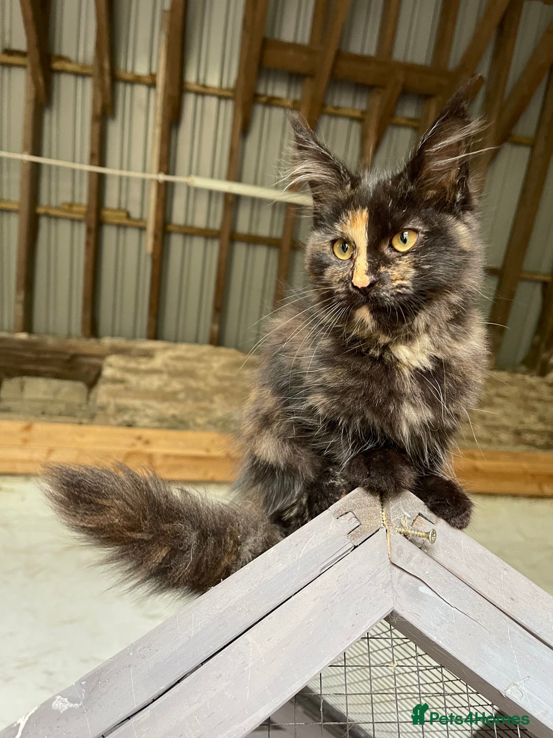 Maine Coon cats for sale: Full pedigree MaineCoon kittens  - Image 21