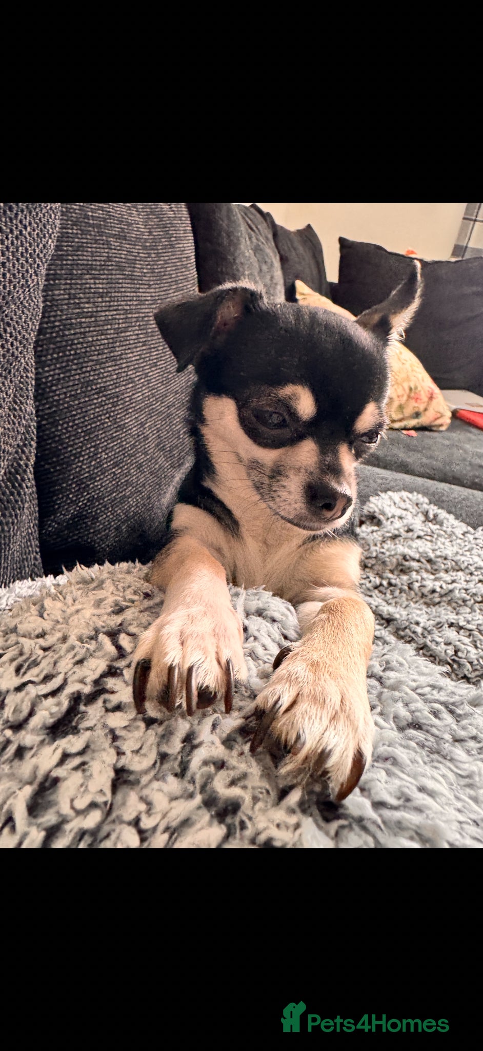 Chihuahua dogs stunning chihuahua pups  - Advert 2