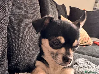 Chihuahua dogs stunning chihuahua pups - Advert 2