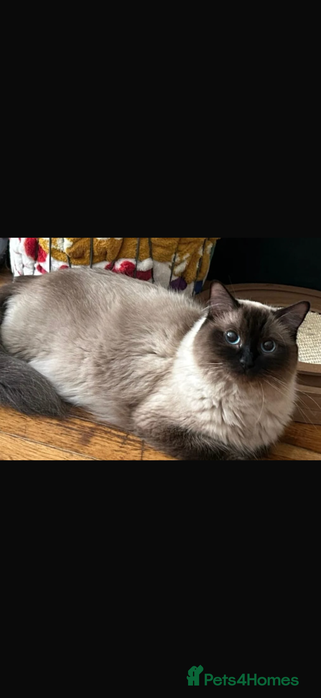 Ragdoll cats for sale: Ragdoll blue lynx - Male - Advert 6