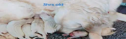 Golden Retriever dogs for sale: Superb WHITE K.Creg Golden Retriever puppies  - Advert 9