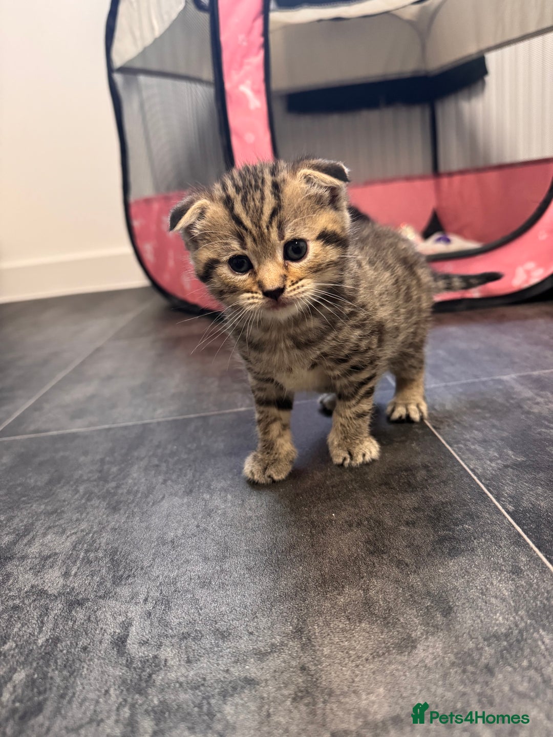 Mixed Breed cats for sale: 4 Adorable Kittens Looking For Forever Homes - Advert 8