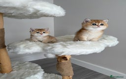British Shorthair cats for sale: Golden Blue British Shorthair kittens  - Image 6