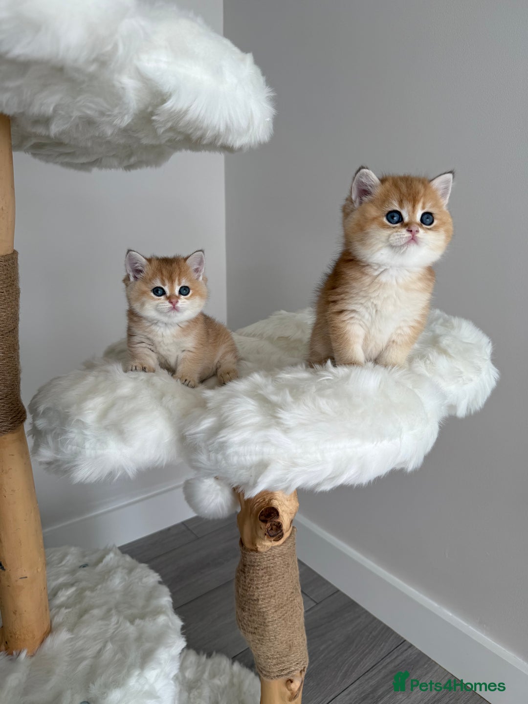 British Shorthair cats for sale: Golden Blue British Shorthair kittens  - Image 6