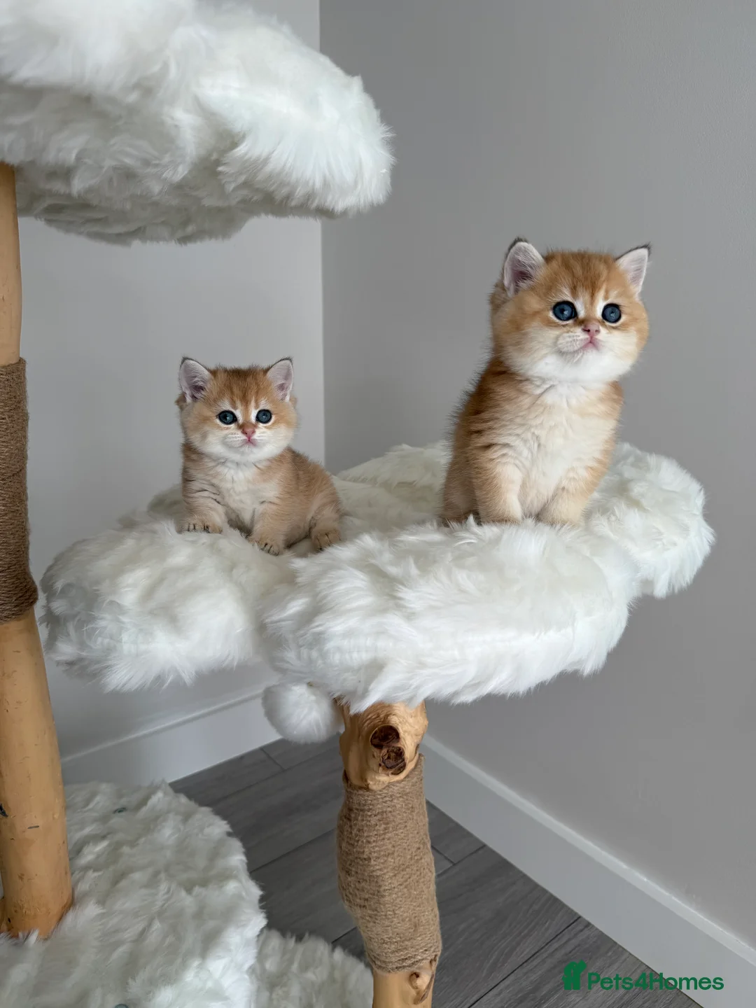 British Shorthair cats for sale: Golden Blue British Shorthair kittens  - Advert 6