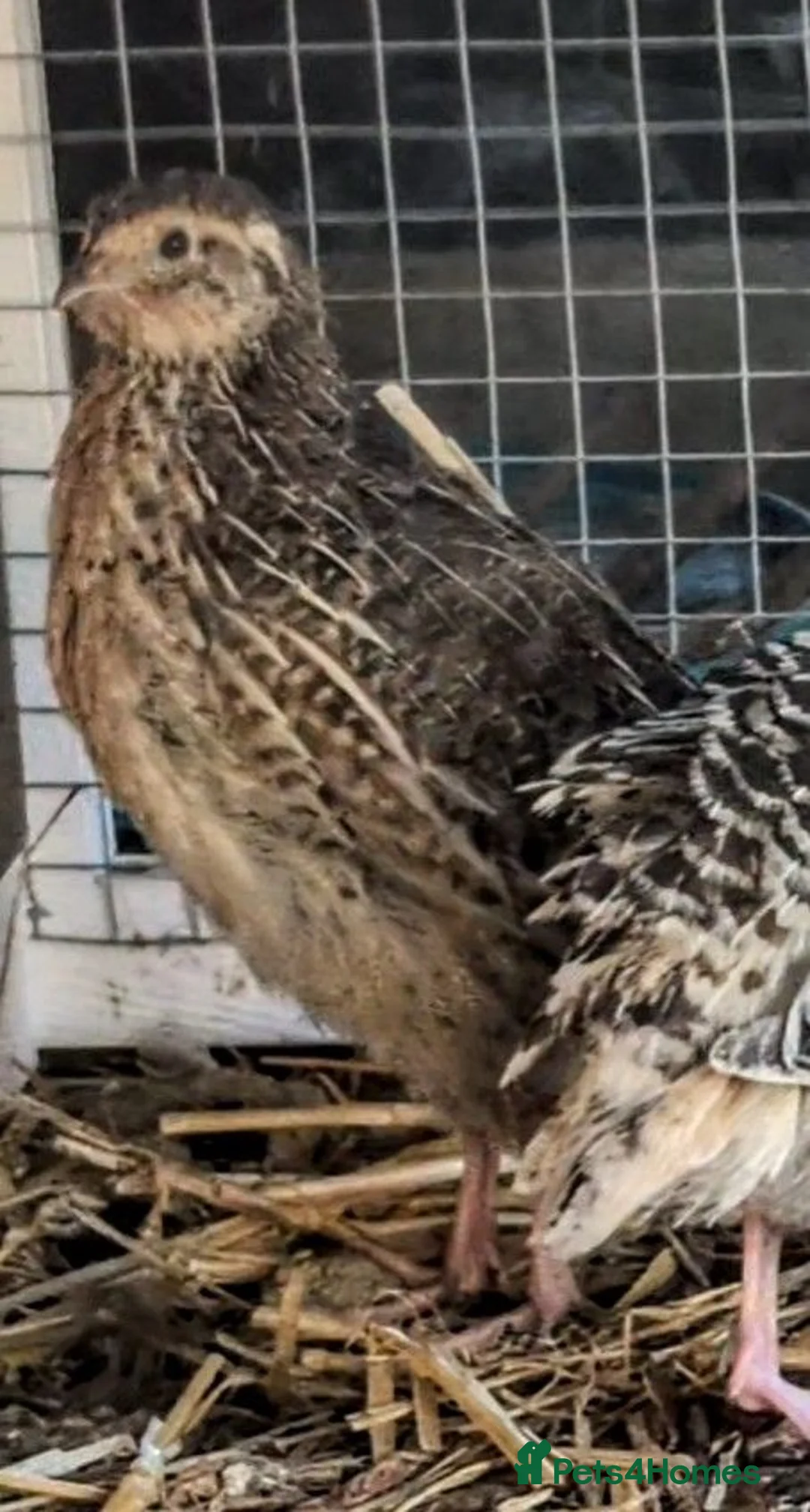 Quail poultry for sale: 2 gorgeous Coturnix quail in Battle - Advert 5