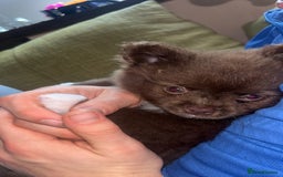 Pomeranian dogs for sale: 2 stunning boy Pomeranian pups ready in 1 week  - Image 16