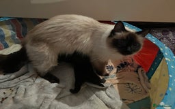 Mixed Breed cats for sale: Ragdoll cross babies fluffy babies  - Image 6