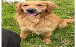 Golden Retriever dogs for sale: Fox Red Golden Retriever Puppies for sale - Image 5