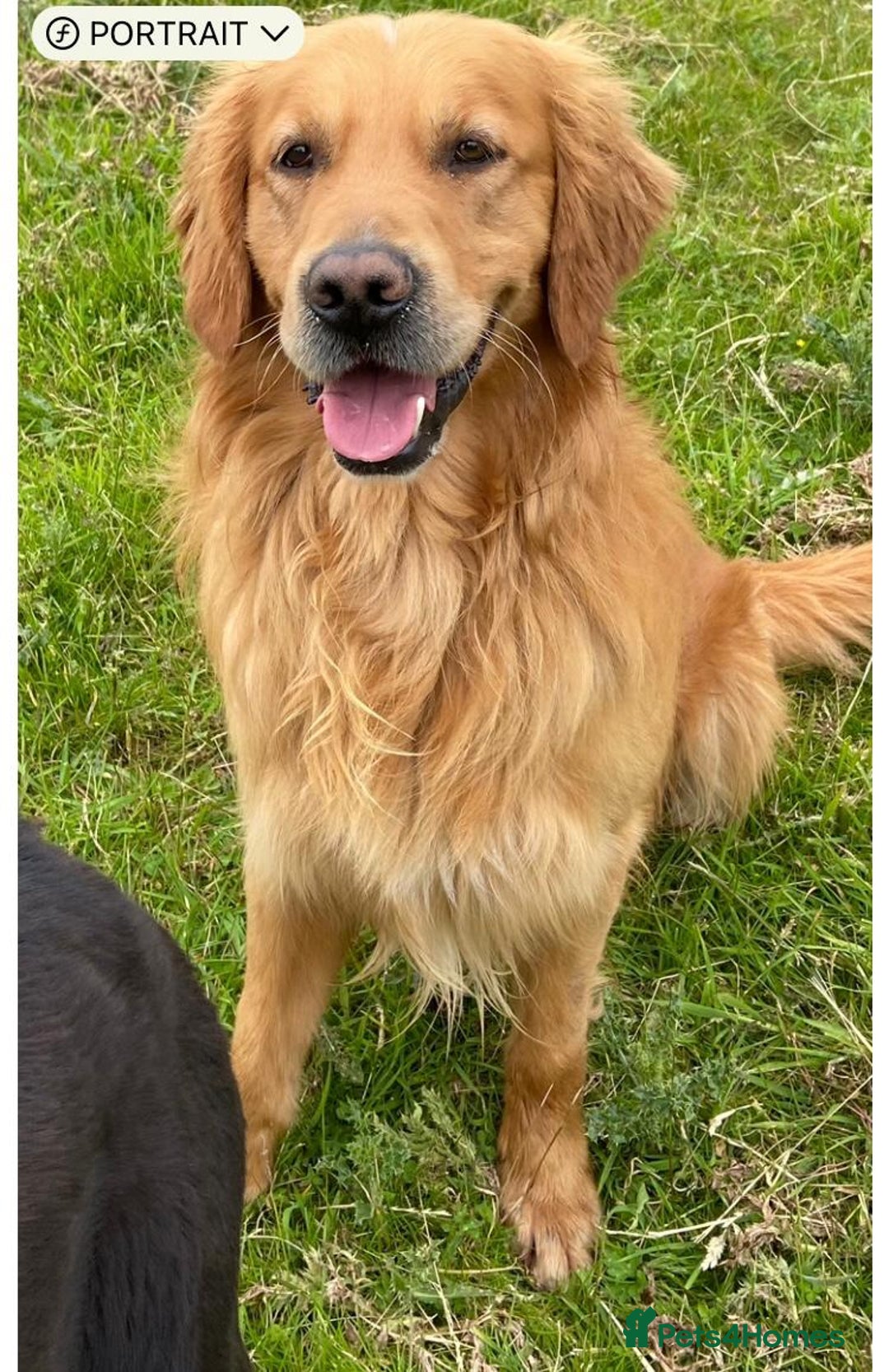 Golden Retriever dogs for sale: Fox Red Golden Retriever Puppies for sale - Image 5