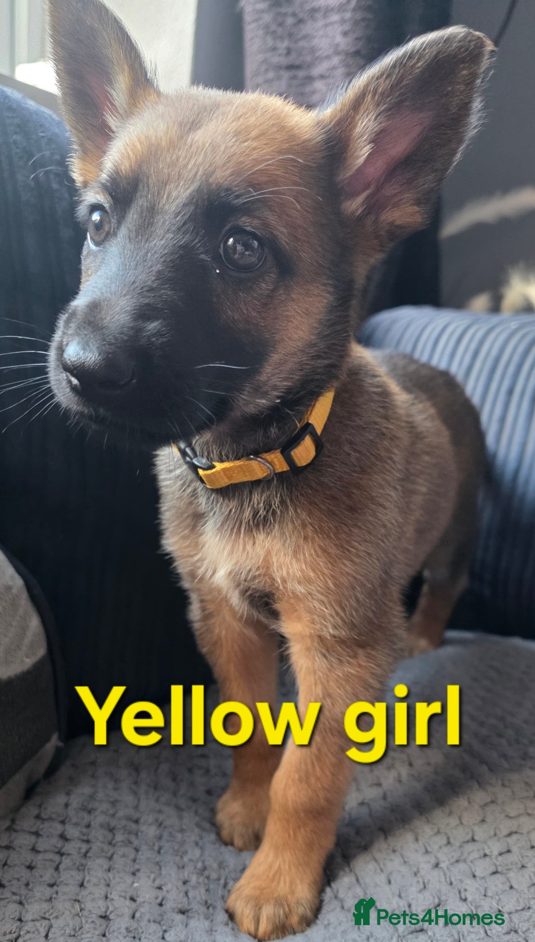Mixed Breed dogs for sale: 11 german shepherd X Belgium malinois in Exmouth - Image 10