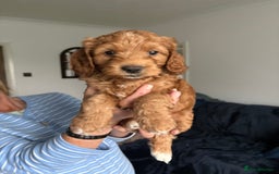Cockapoo dogs for sale: 🐾Beautiful PRA CLEAR F2 Cockapoo puppies 🐾  - Image 17