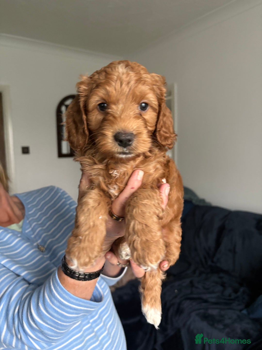 Cockapoo dogs for sale: 🐾Beautiful PRA CLEAR F2 Cockapoo puppies 🐾  - Image 17