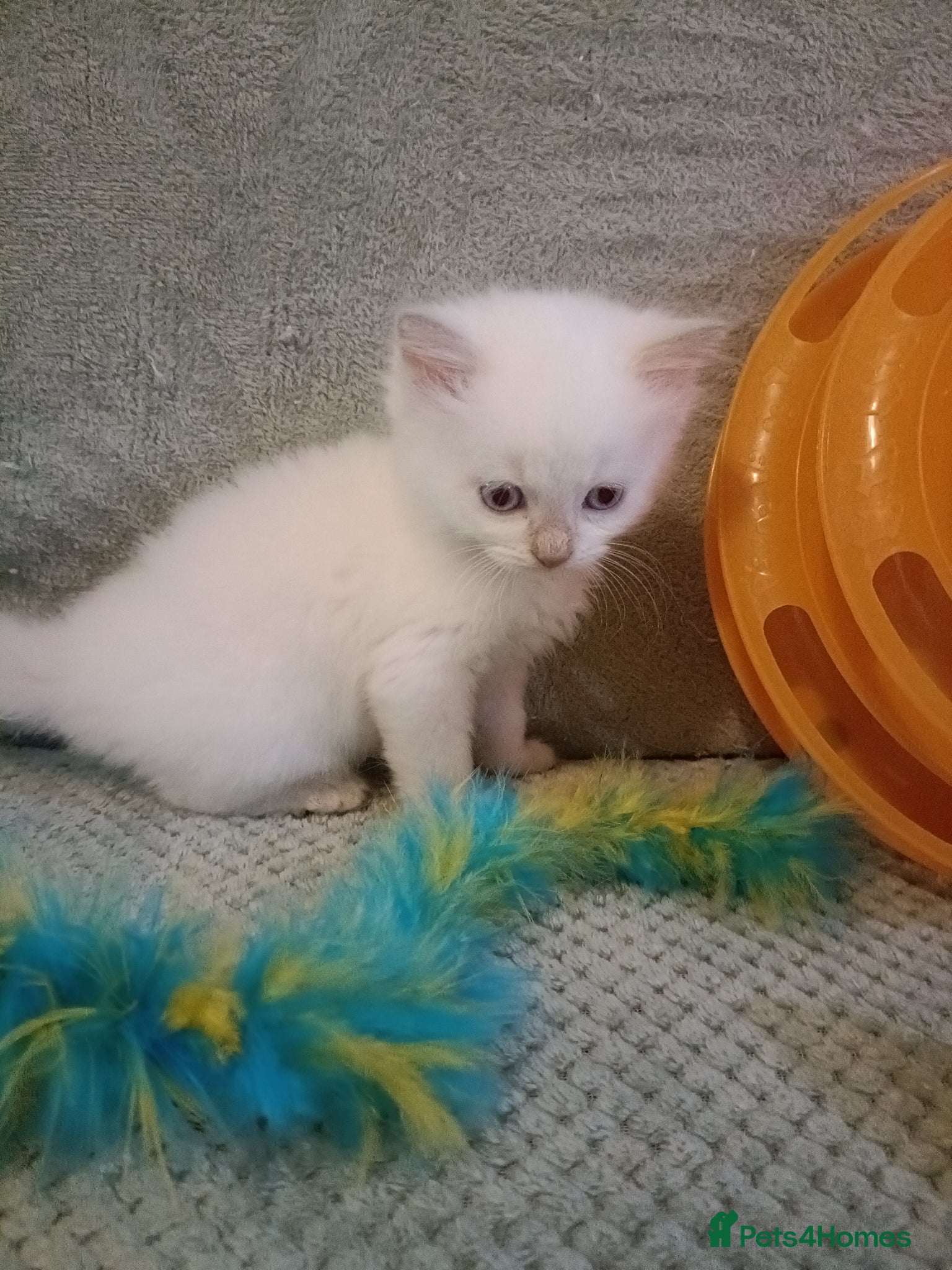 Ragdoll cats Beautiful  fawn point girl and boy - Advert 2