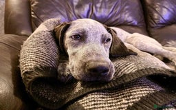 Mixed Breed dogs for adoption: Arlo 4 month old pointer cross puppy  - Image 7